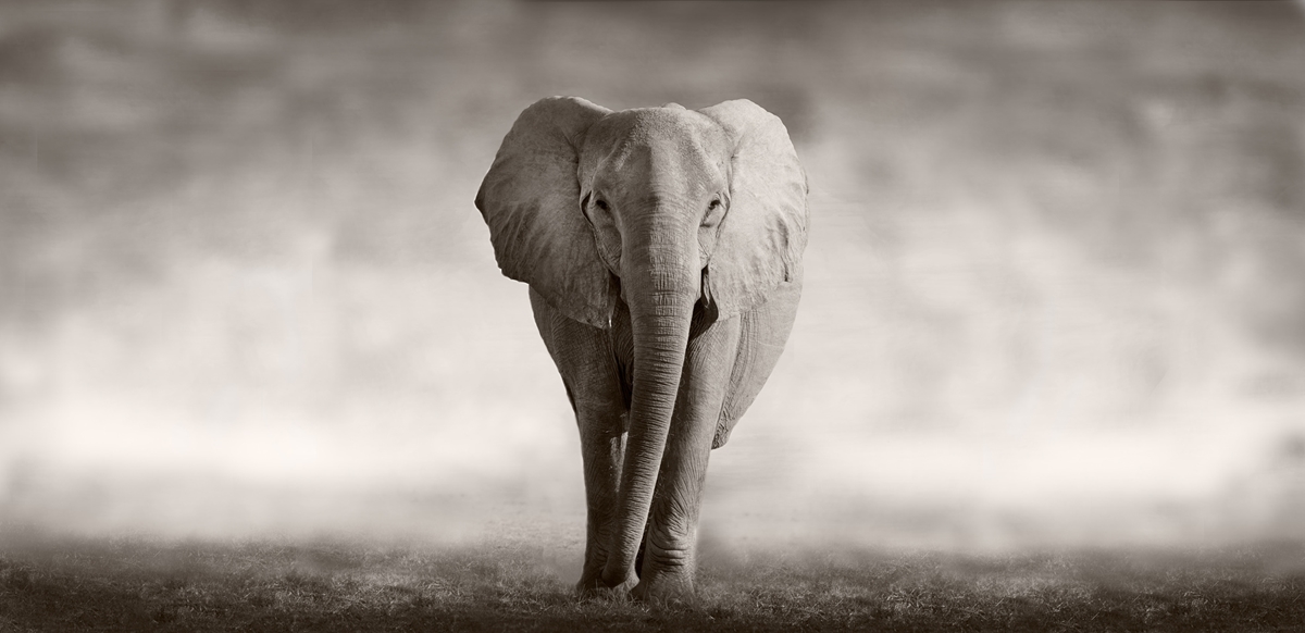 에버노트 코끼리.jpg