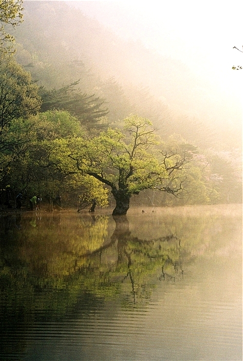  주왕산 청송 주산지의 아침 eagle9982님 사진 