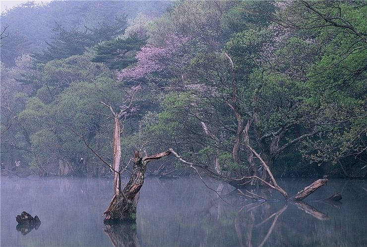  주왕산 청송 주산지의 아침 eagle9982님 사진 