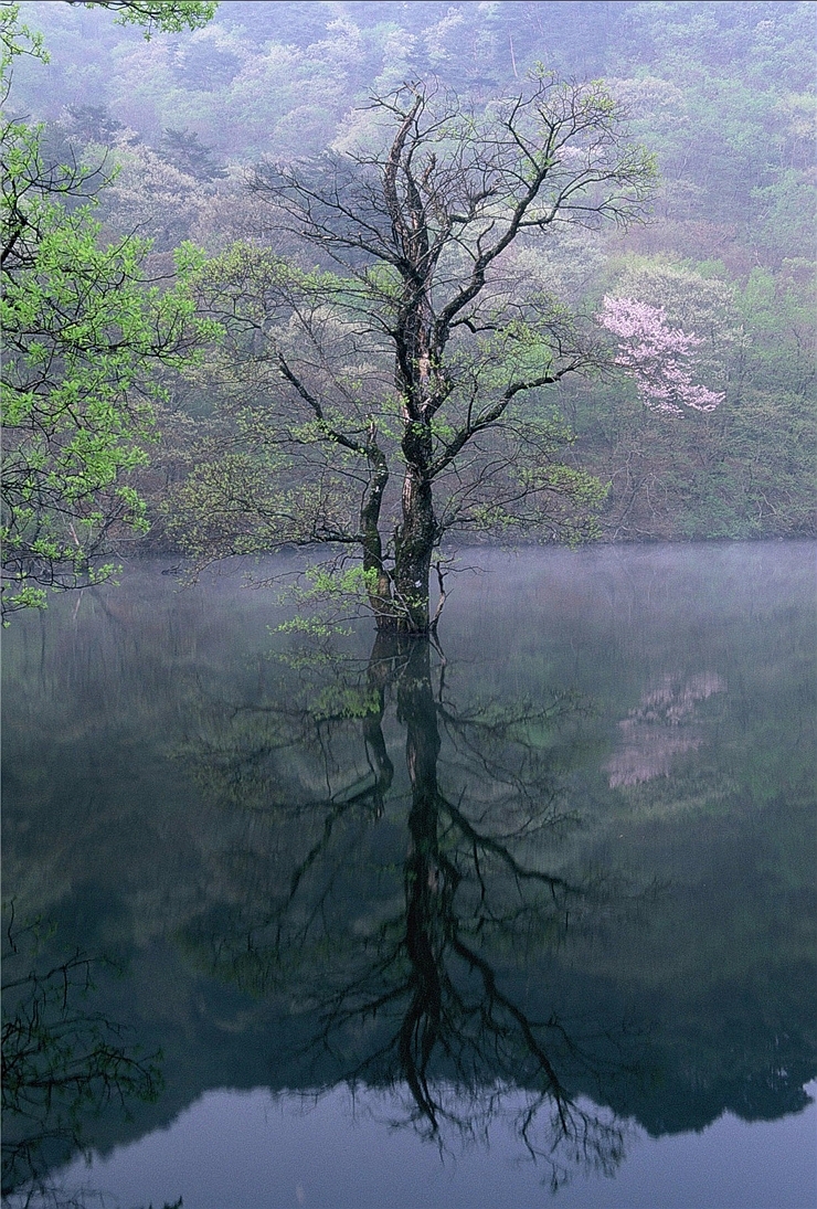  주왕산 청송 주산지의 아침 eagle9982님 사진 