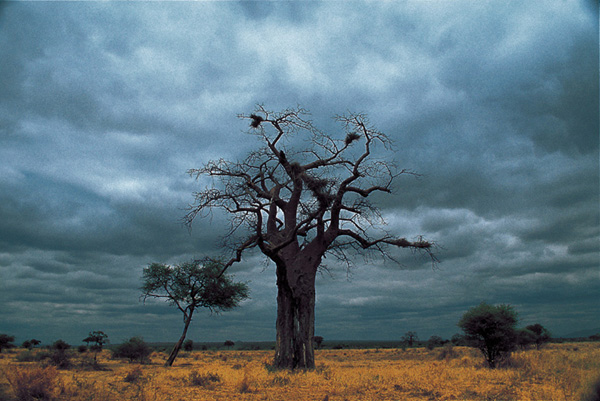 김중만 아프리카.jpg