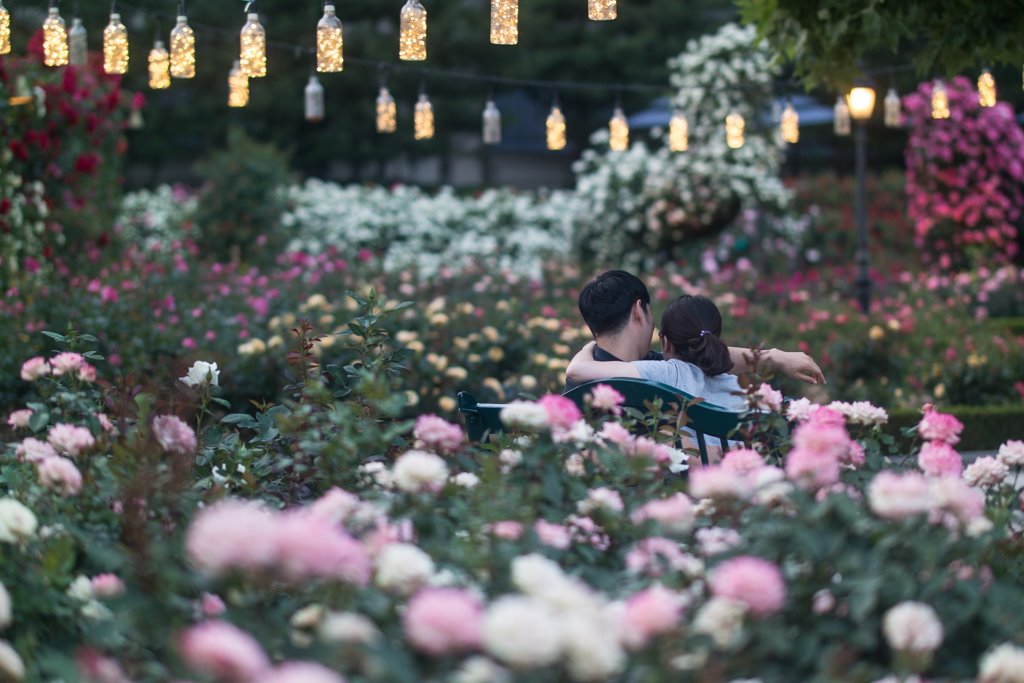   에버랜드 장미원 풍경  