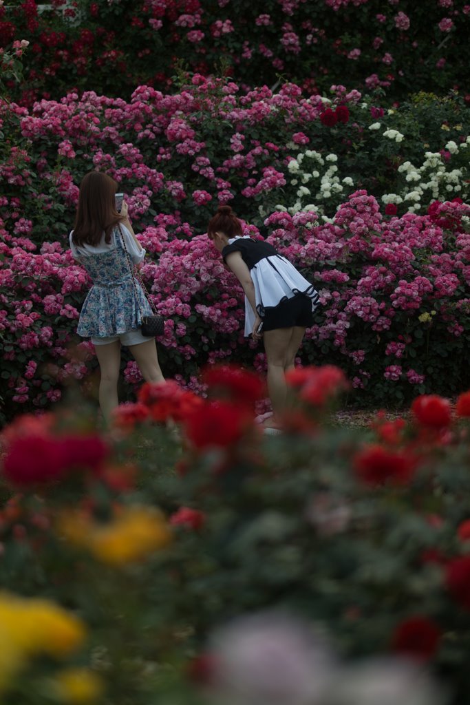   에버랜드 장미원 풍경  