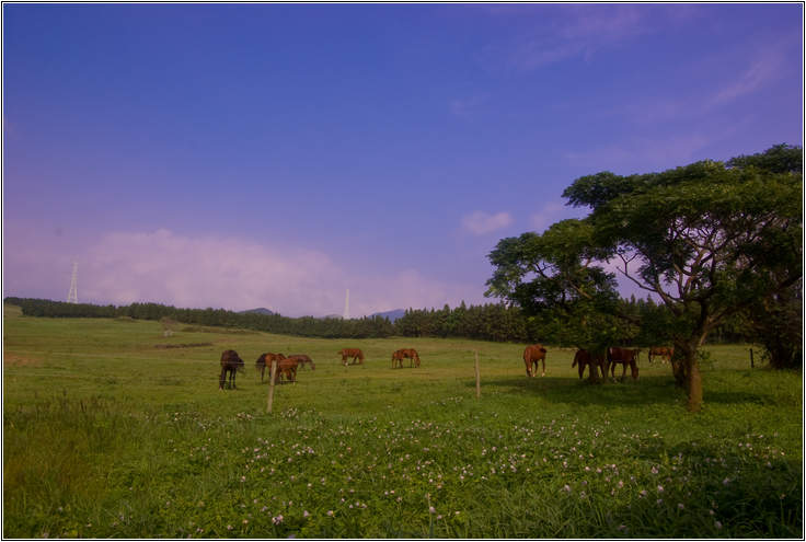 [제주여행]제주도 푸른밤, 7박 8일 여행기 두번째 20