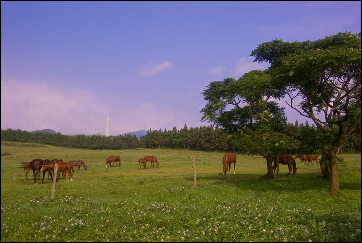 [제주여행]제주도 푸른밤, 7박 8일 여행기 두번째 21