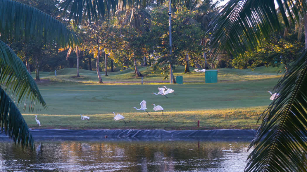 코타키나발루 여행(Travelogue to Kota Kinabalu) _ 수트라하버 리조트 25 수트라하버 퍼시픽 골프장 호수와 백로