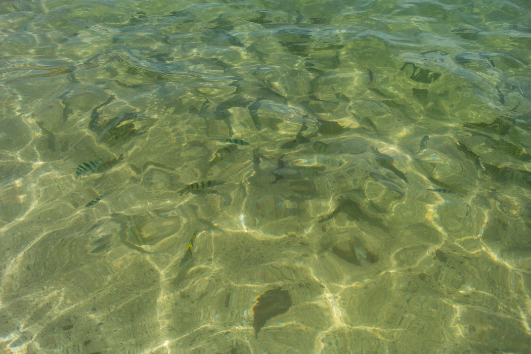 코타키나발루 여행(Travelogue to Kota Kinabalu) _ 수트라하버 리조트 43 수트라하버 마젤란수영장