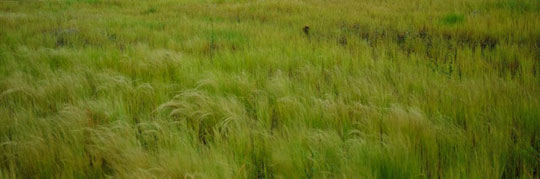 김영갑 수필집, 그 섬에 내가 있었네... 11