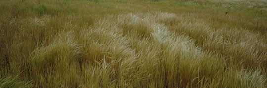 김영갑 수필집, 그 섬에 내가 있었네... 12