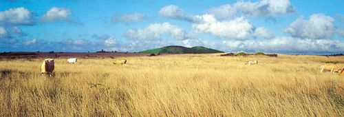 김영갑 수필집, 그 섬에 내가 있었네... 15