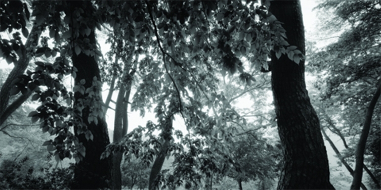 배병우-소나무(2008).jpg