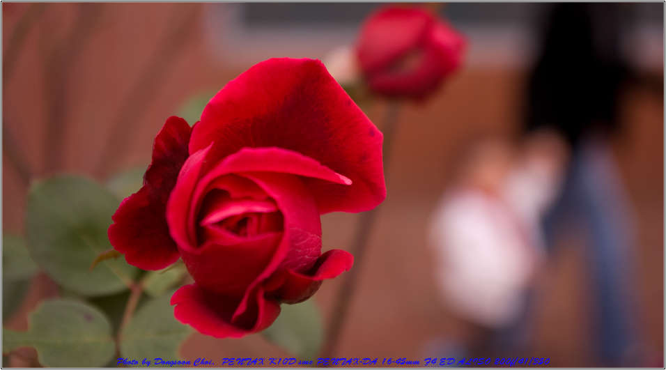 유치원 설명회에서 만난 늦가을의 장미 65