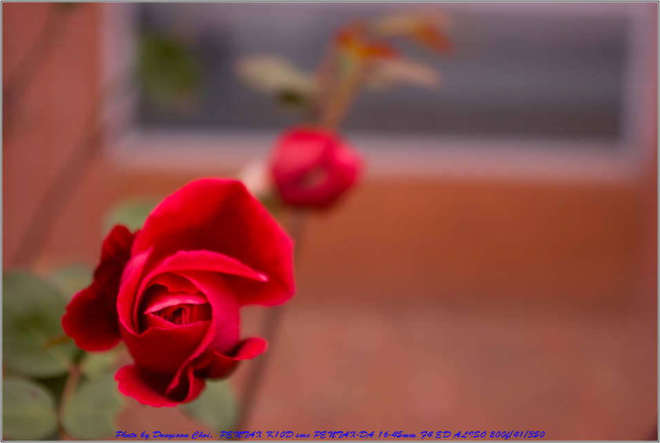 유치원 설명회에서 만난 늦가을의 장미 66