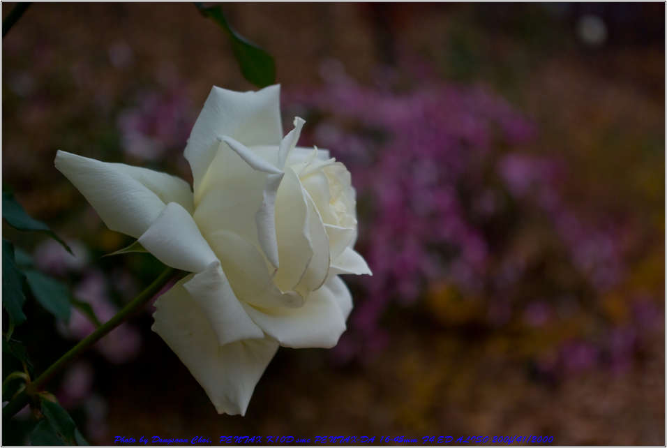 유치원 설명회에서 만난 늦가을의 장미 68