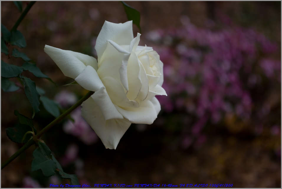 유치원 설명회에서 만난 늦가을의 장미 67