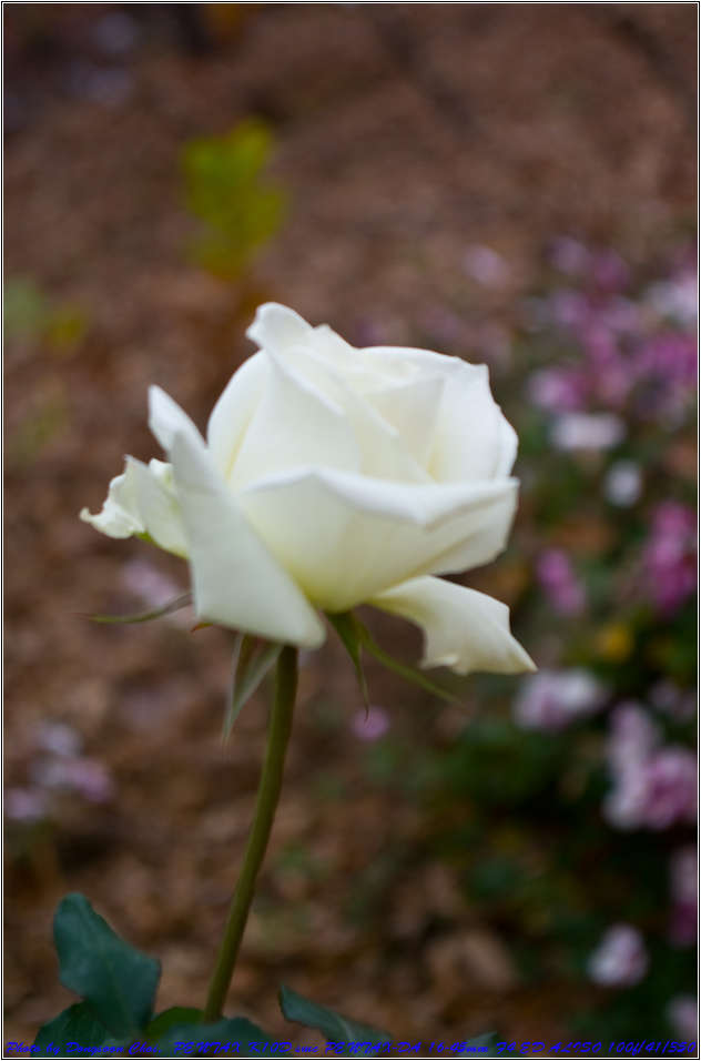 유치원 설명회에서 만난 늦가을의 장미 70