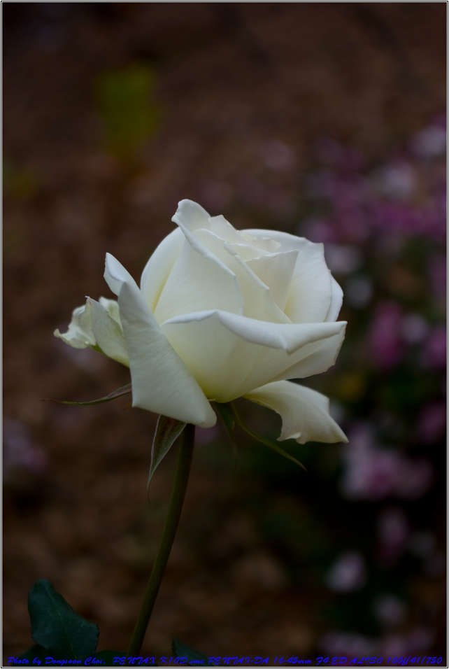 유치원 설명회에서 만난 늦가을의 장미 69