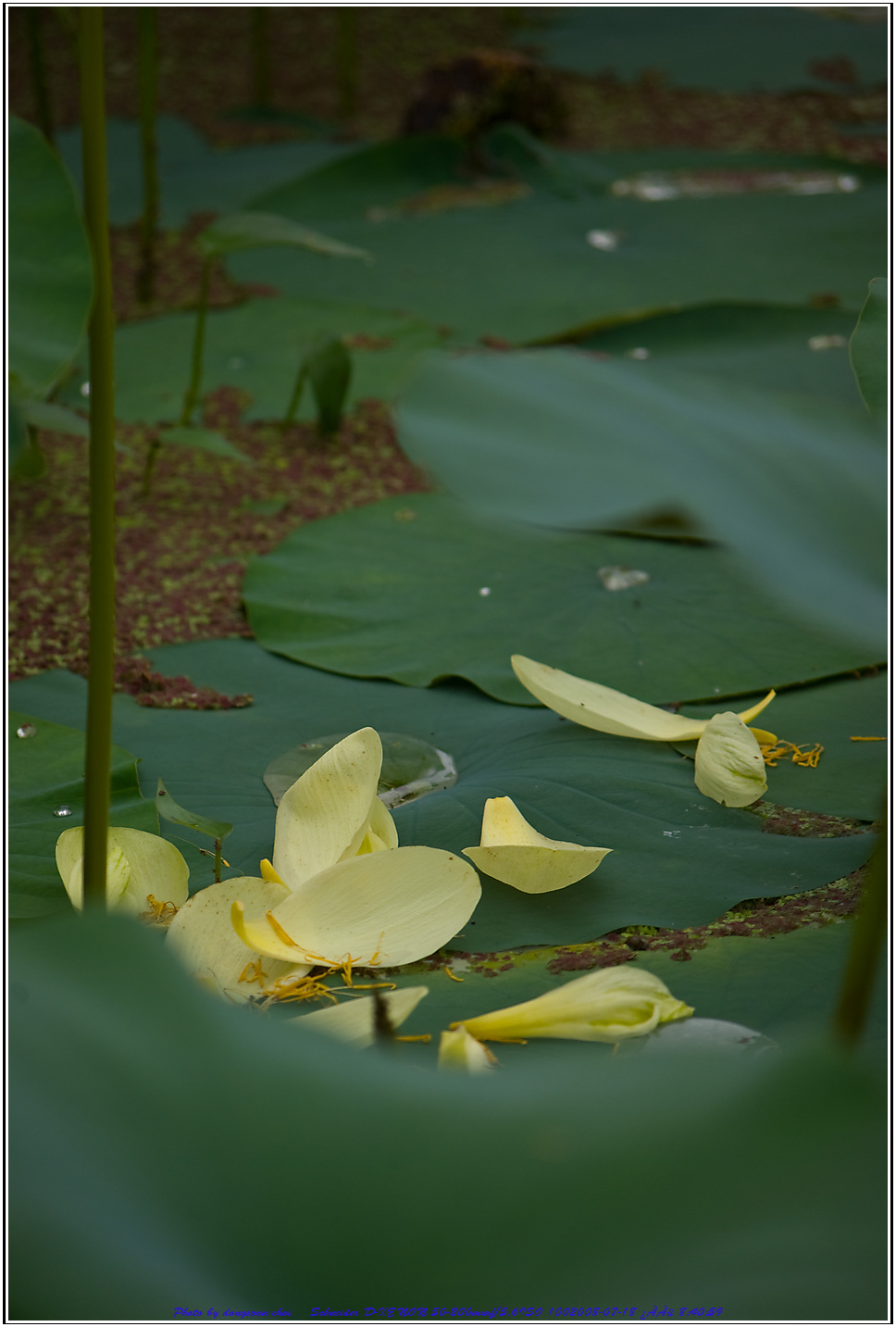 Lotus-6455.jpg