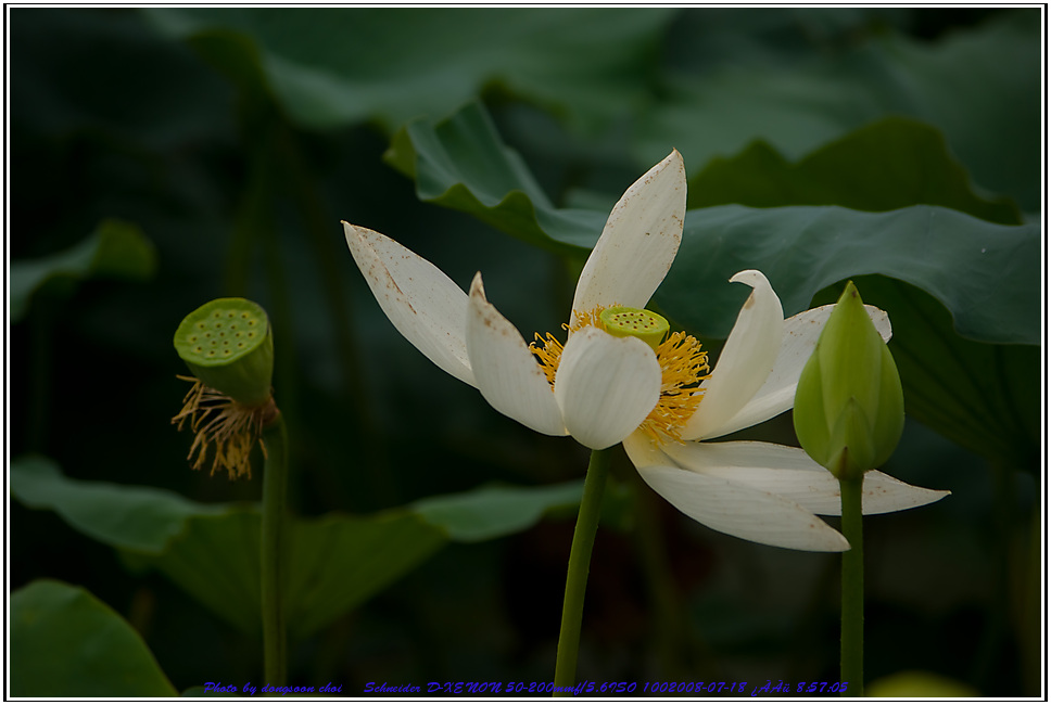 Lotus-6481.jpg