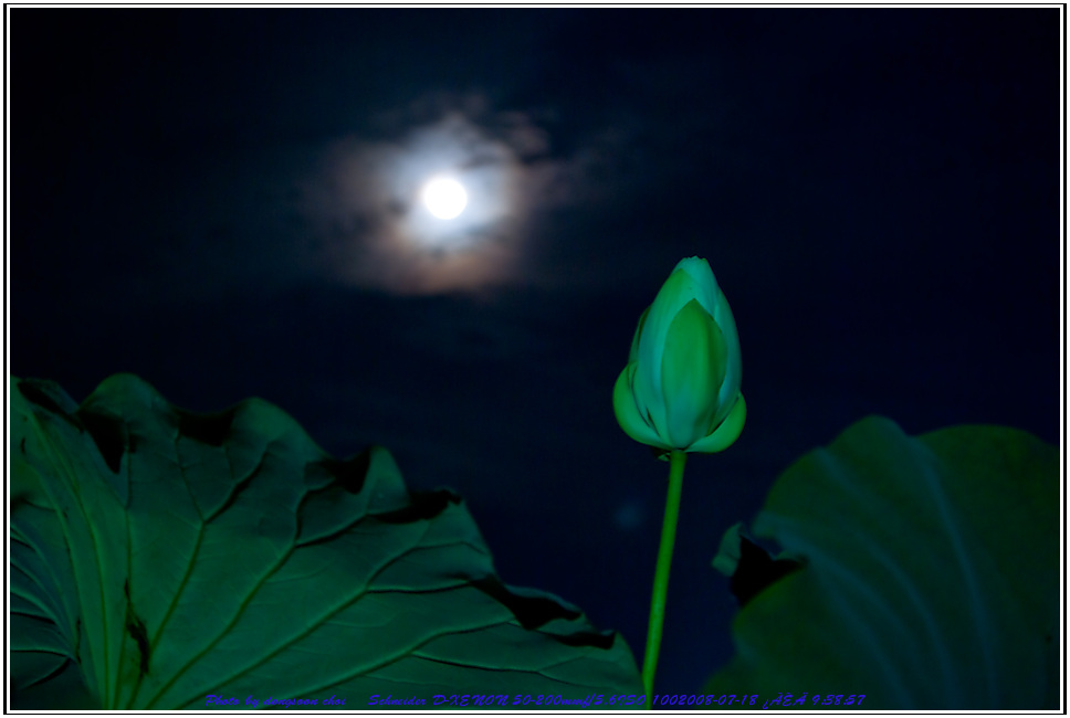 night_Lotus-6713.jpg