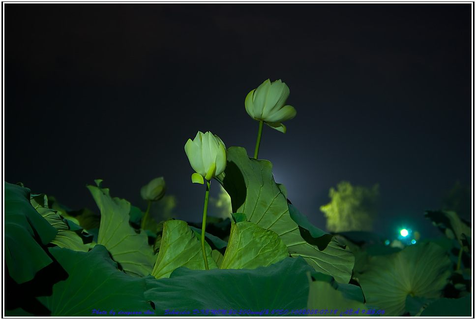night_Lotus-6722.jpg
