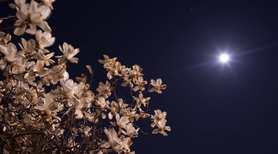 달밤의 목련-7752.jpg