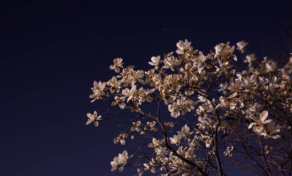 달밤의 목련-7753.jpg