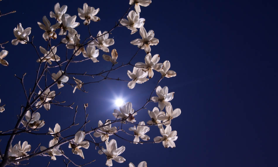 달밤의 목련-7758.jpg