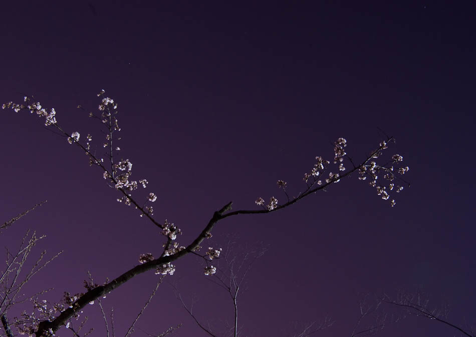 달밤의 목련-7772.jpg