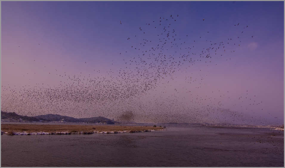 [출사 이야기]처음 찍어본 어설픈 가창오리 군무 61
