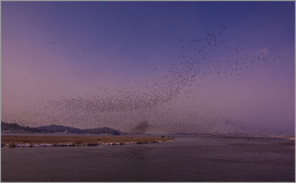 [출사 이야기]처음 찍어본 어설픈 가창오리 군무 60