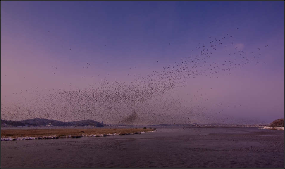 [출사 이야기]처음 찍어본 어설픈 가창오리 군무 59