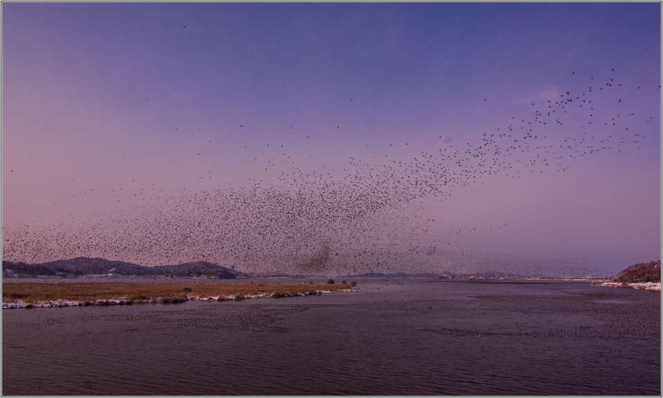 [출사 이야기]처음 찍어본 어설픈 가창오리 군무 58
