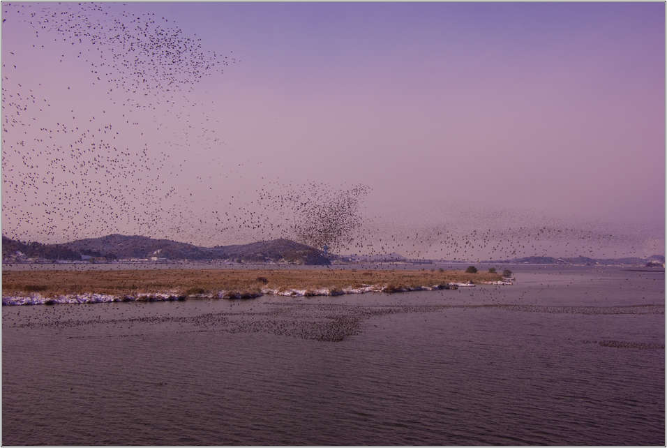 [출사 이야기]처음 찍어본 어설픈 가창오리 군무 62