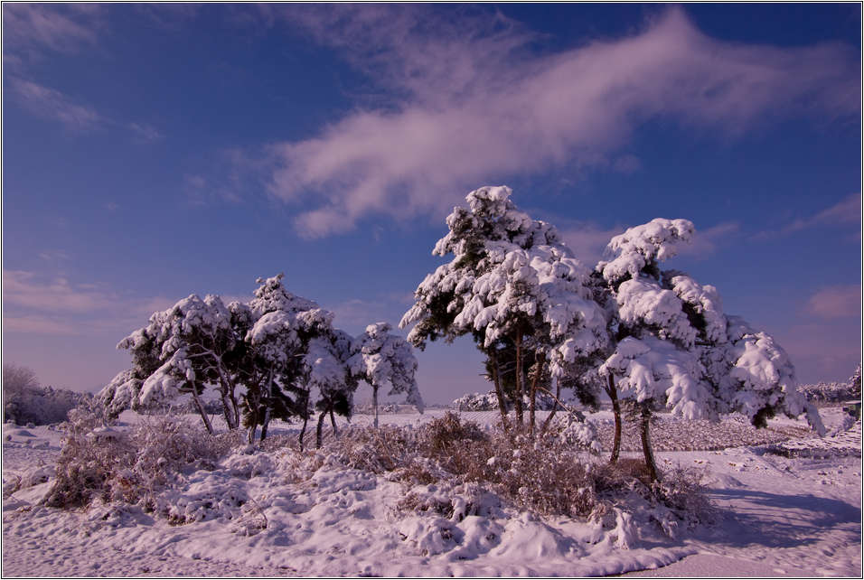 [출사 이야기]눈내린 날 선운사 가는길 30