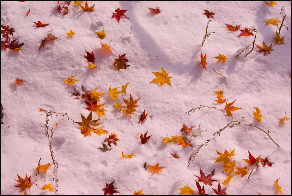 [출사 이야기]눈내린 날 선운사 가는길 26