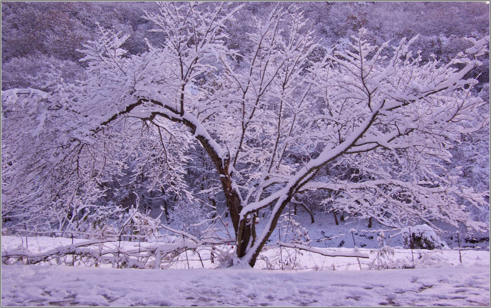 [출사 이야기]눈내린 날 선운사 가는길 22