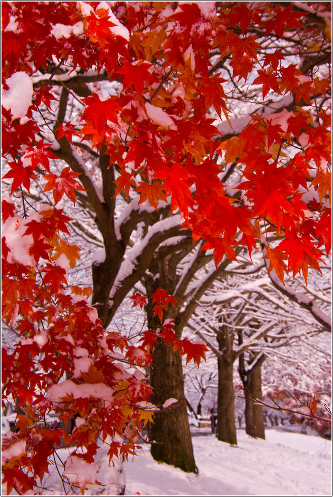 [출사 이야기]눈내린 날 선운사 가는길 27