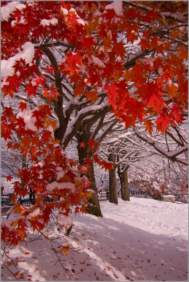 [출사 이야기]눈내린 날 선운사 가는길 28