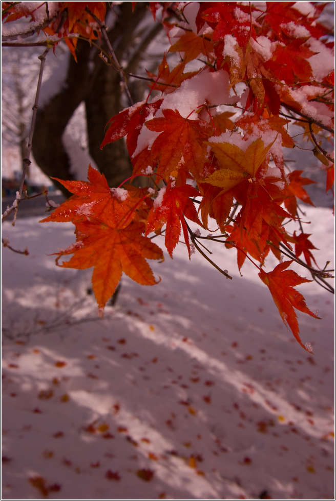 [출사 이야기]눈내린 날 선운사 가는길 29
