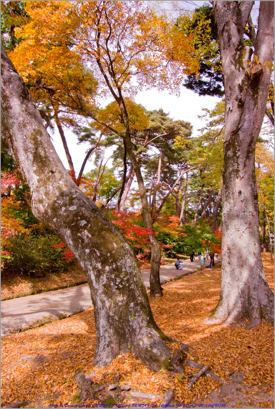 [출사 이야기]해인사 4