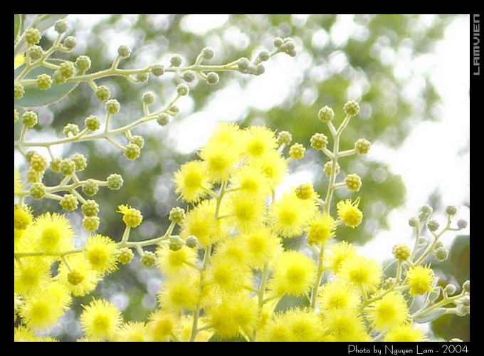 mimosa2004_2.jpg
