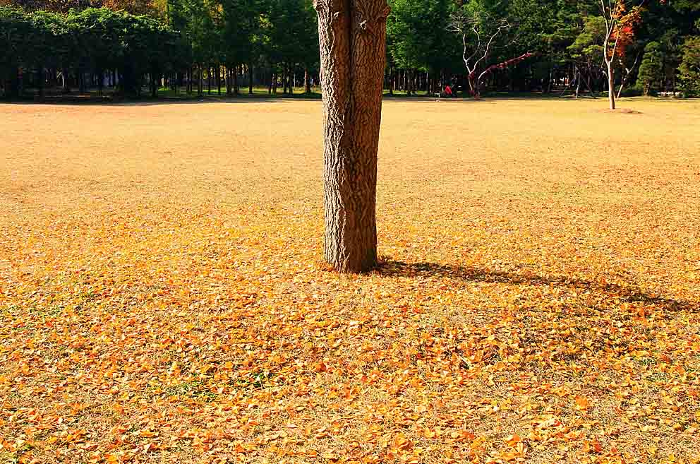 남이섬 은행잎.jpg