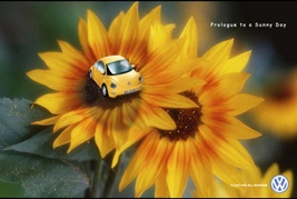 New Beetle 컬러_노란데이지꽃.jpg