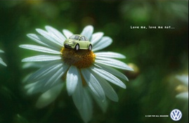 New Beetle 컬러_하얀꽃.jpg