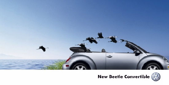 New Beetle 자연