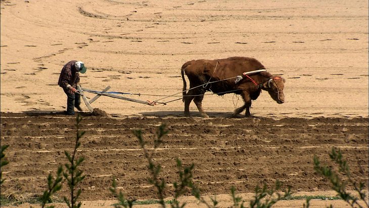 워낭소리 밭갈기2.jpg