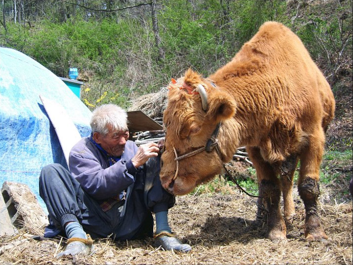 워낭소리 소를 살펴주는 할아버지.jpg