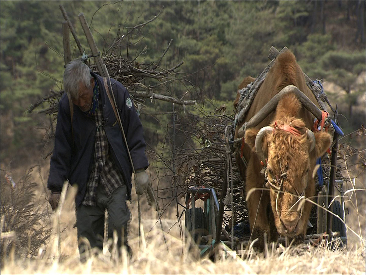 워낭소리 소와할아버지는 짐을 나누었다.jpg