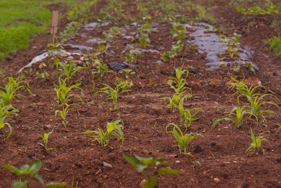 주말농장에 팻말을 세우다.... 9